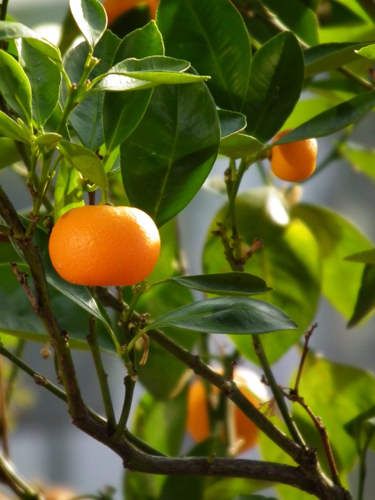 Ane Today 201801 Citrus In The Mediterranean