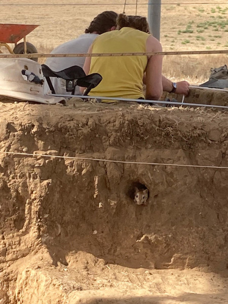 An unexpected excavation volunteer.