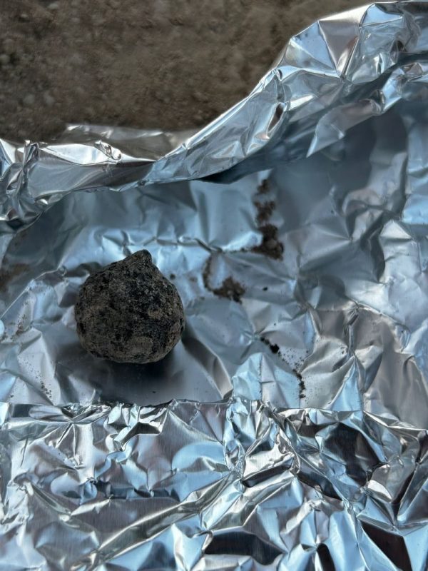 Photo 3: A hazelnut (?), one of many charred remains found alongside the coarse wares and cooking instillations this season.