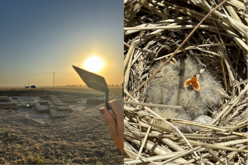 Fig. 3 . Sunrise photo at area A (Left) Baby birds nested on project site between areas (Right)