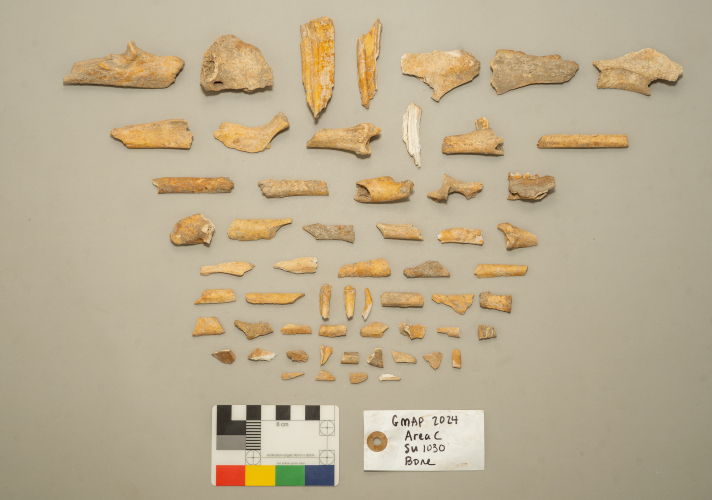 Fig. 4 . Selection o f faunal remains from Area C ( SU 1030 ). (©GMAP)